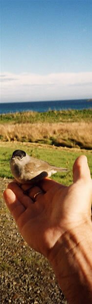 Black Cap Visit - &copy; Colin Parkinson