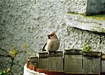 Sanday Tourism Association, photo by Colin Parkinson