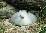 Fulmar Chick
