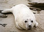Seal pup