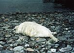 Another seal pup