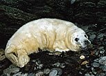 Seal pup