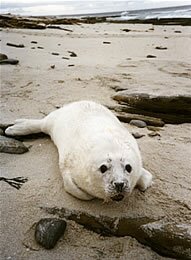 photo of a seal pup on one of Sanday's beaches -  Myra Stockton